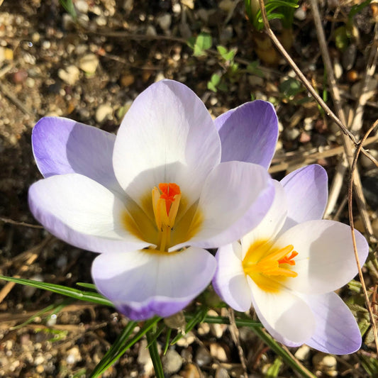 Snow crocus in early spring sun