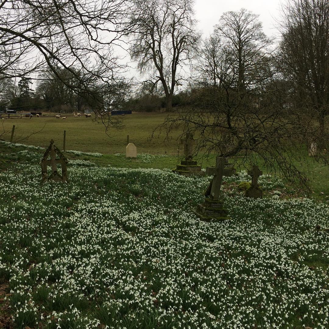 Common Snowdrop (Galanthus nivalis)