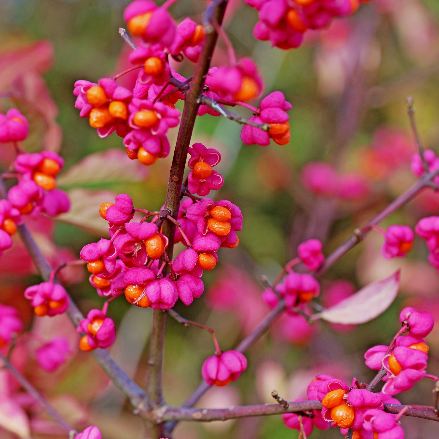 Hedge Plants: Native Hedge Mix For Gardens