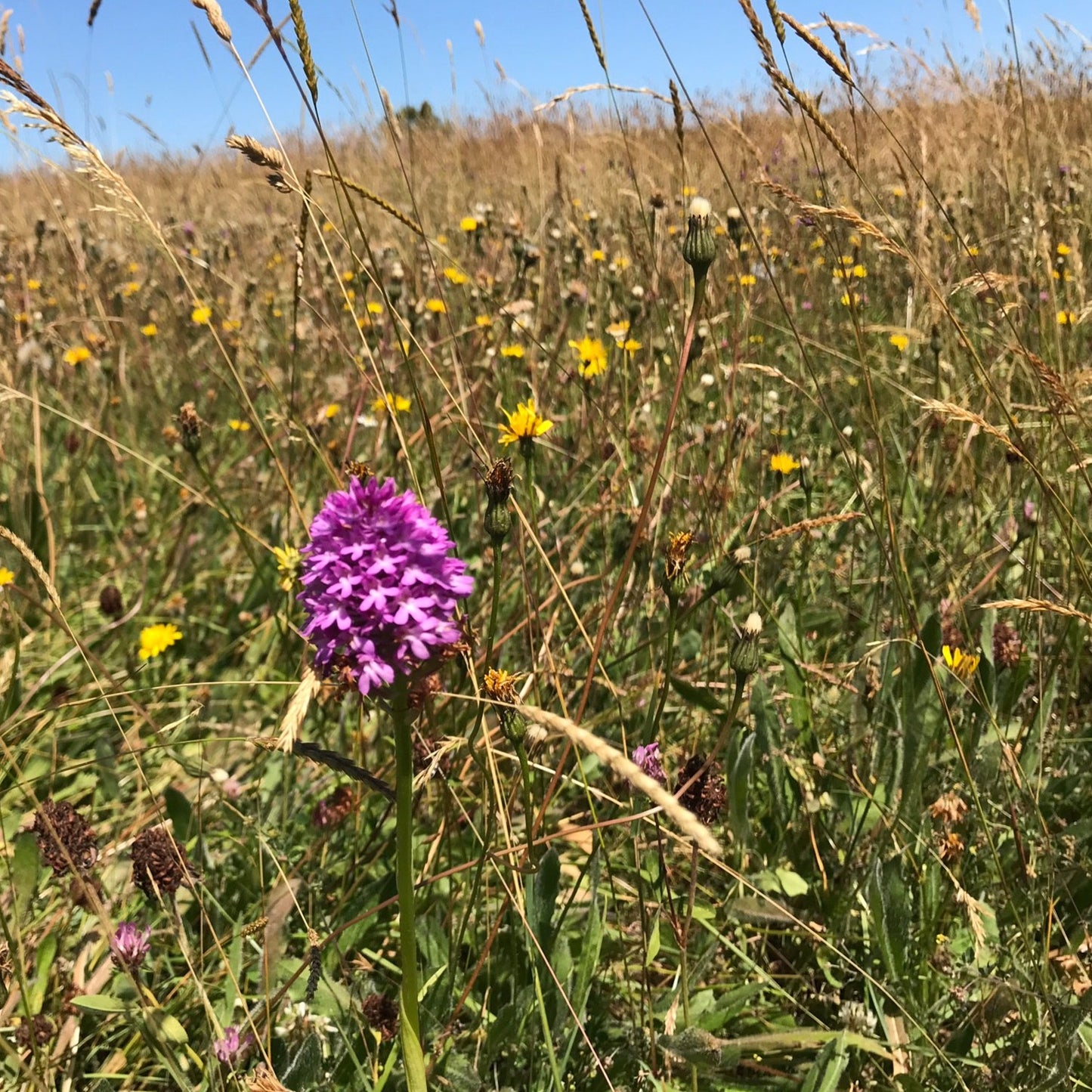 South Coast Meadow Seed mix - Neutral soils