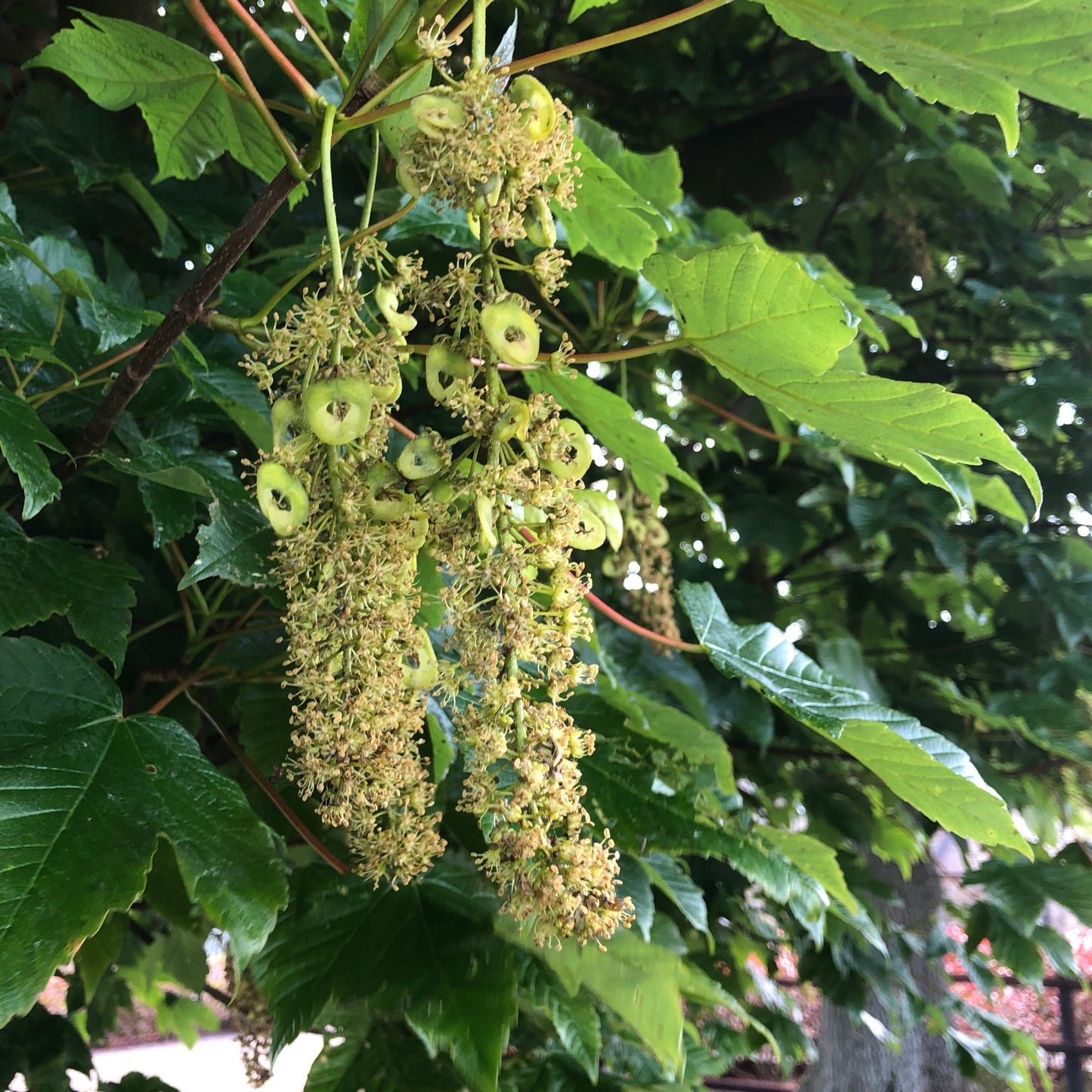 Sycamore (Acer pseudoplatanus)