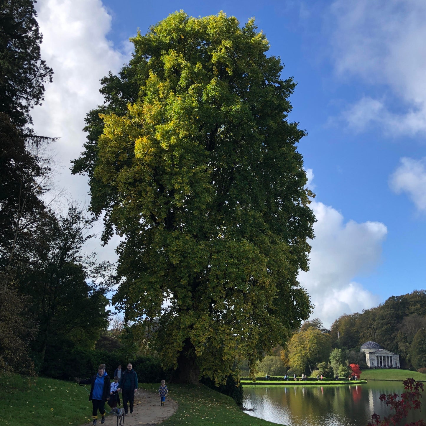 Mature Liriodendron tulipifera 