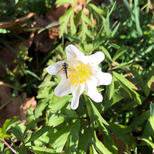 Wood Anemone (Anemone nemorosa)