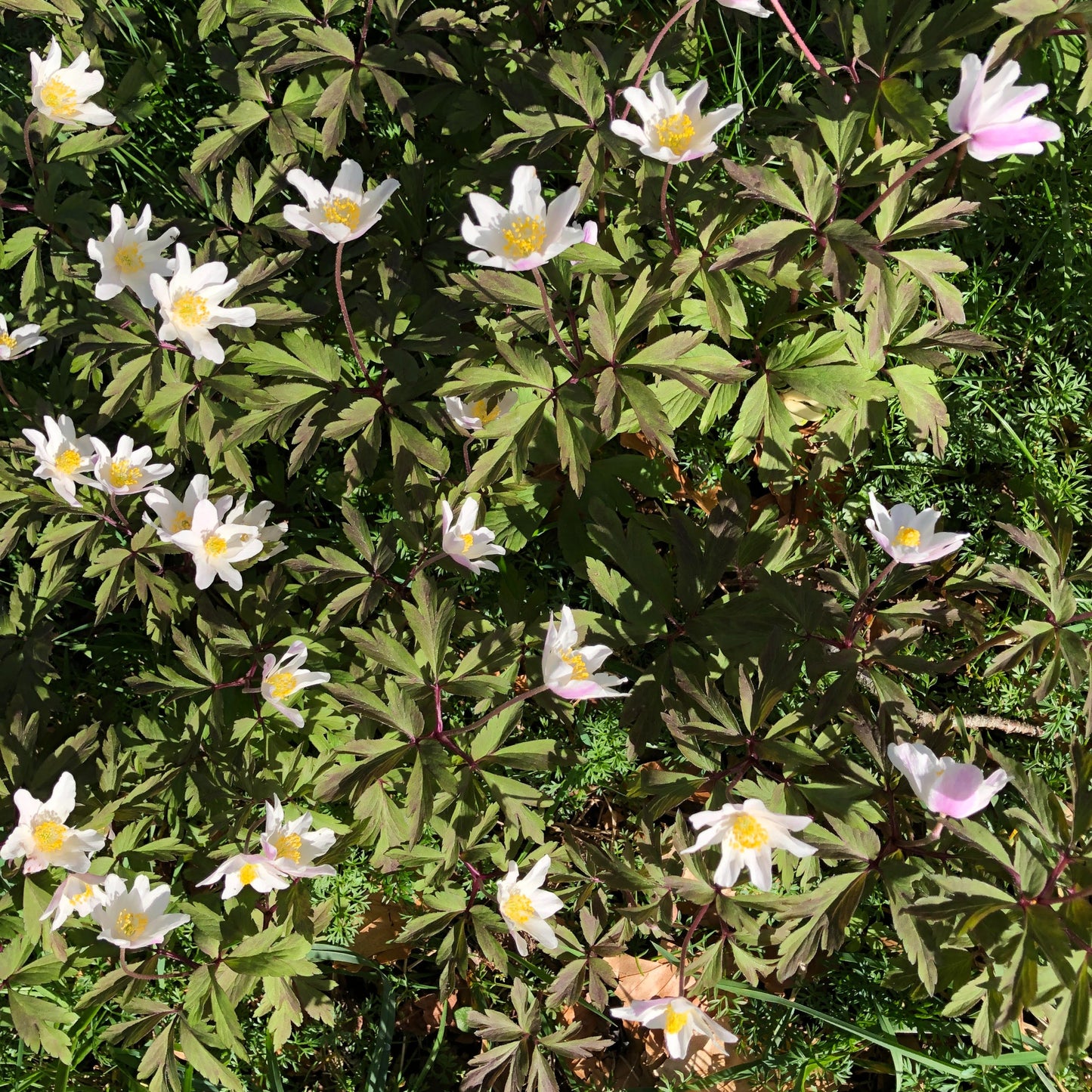 Wood Anemone (Anemone nemorosa)