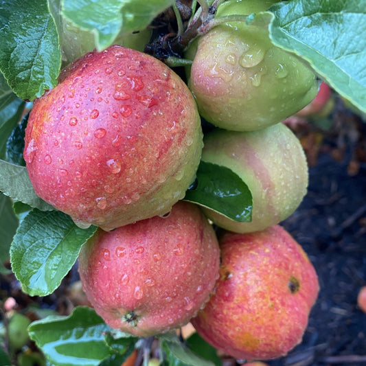 Forty Shilling apple