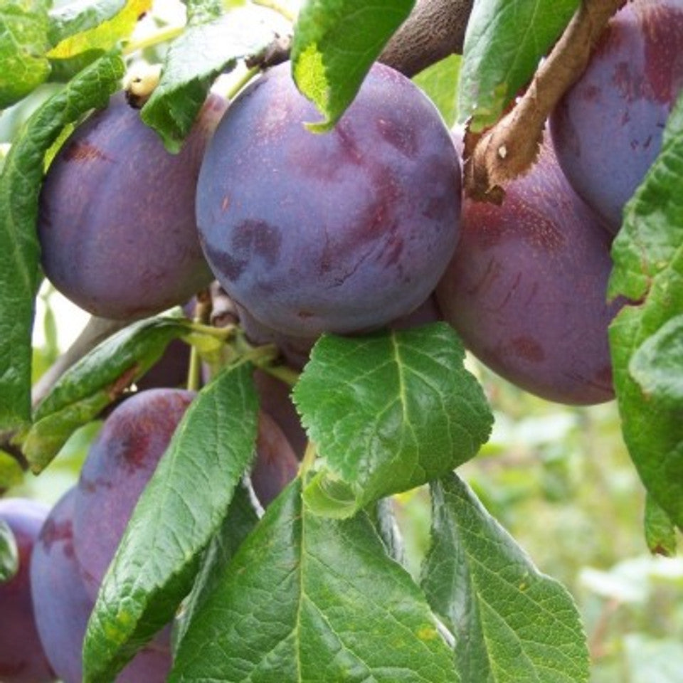 Heritage Plum Tree Collection