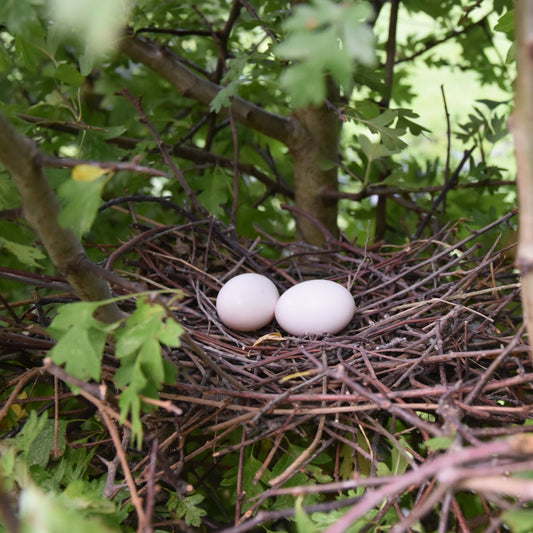 Wildlife friendly hedge