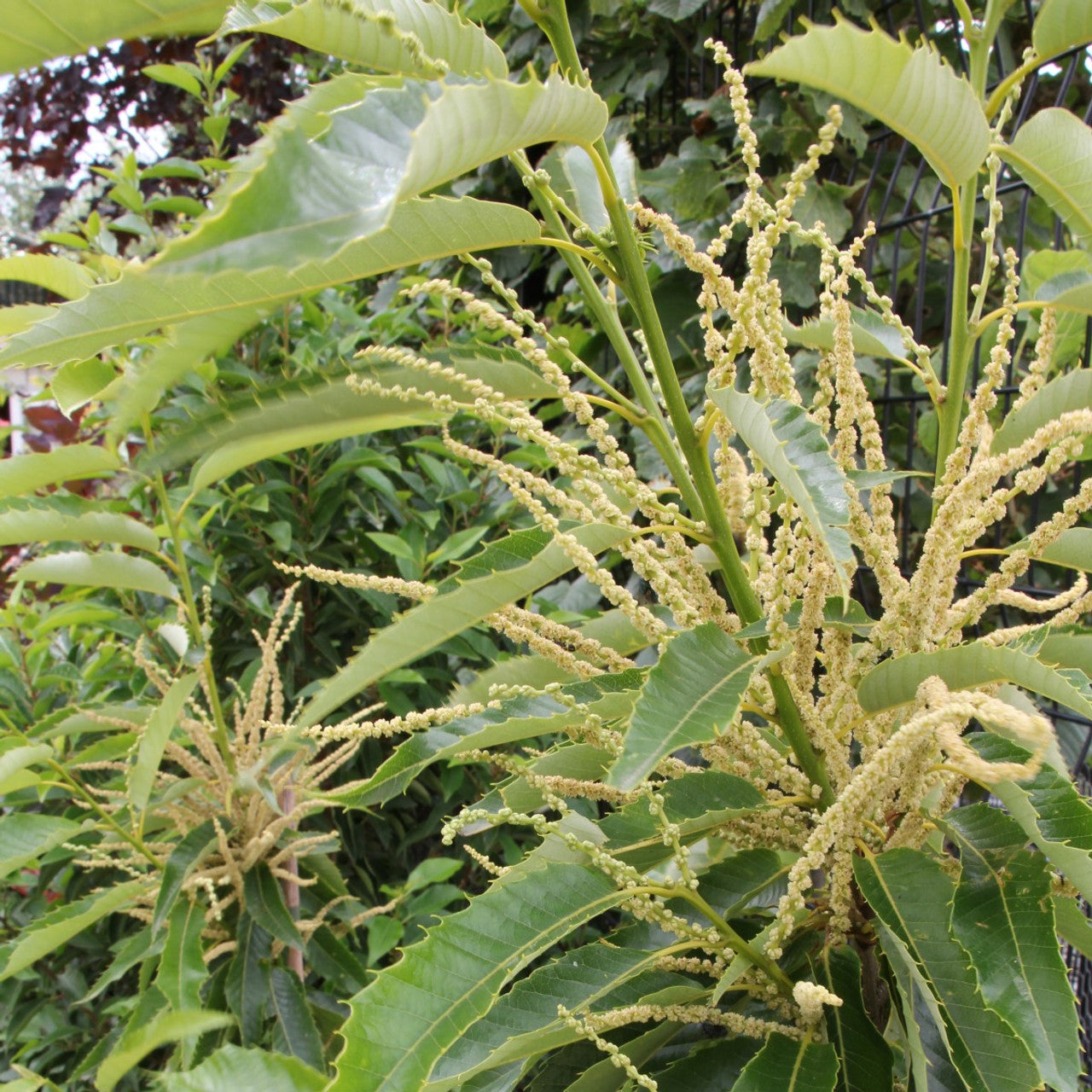 Sweet Chestnut (Castanea sativa) 'Marron de Lyon'