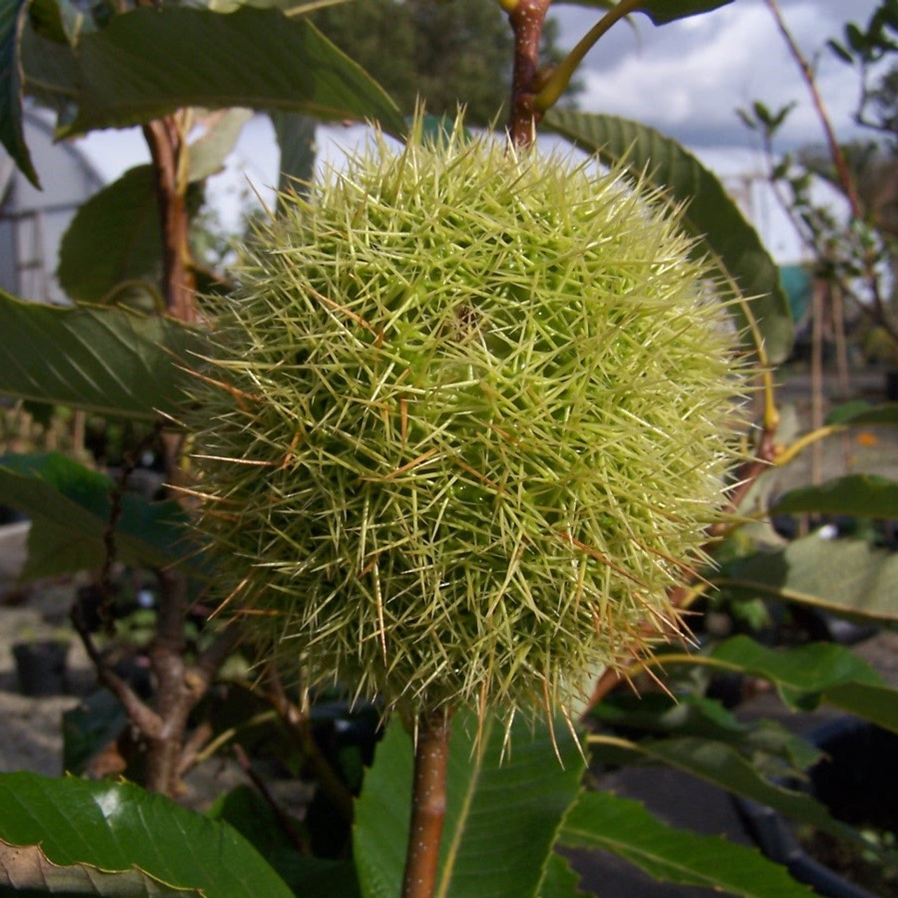 Sweet Chestnut (Castanea sativa) 'Marron de Lyon'