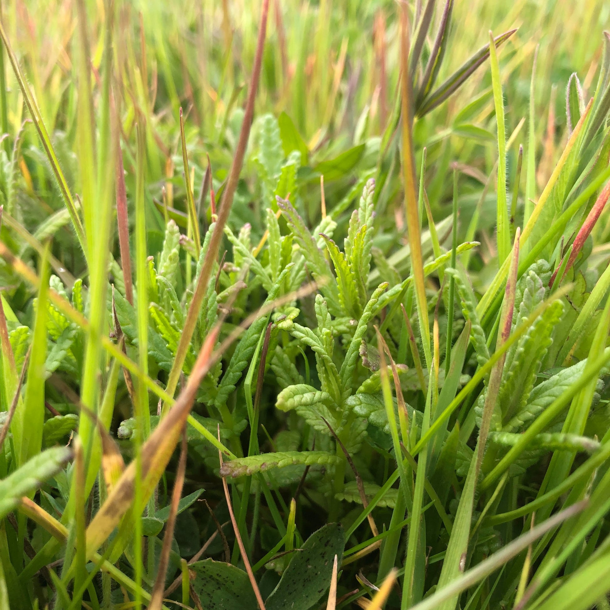 Yellow Rattle seedlings