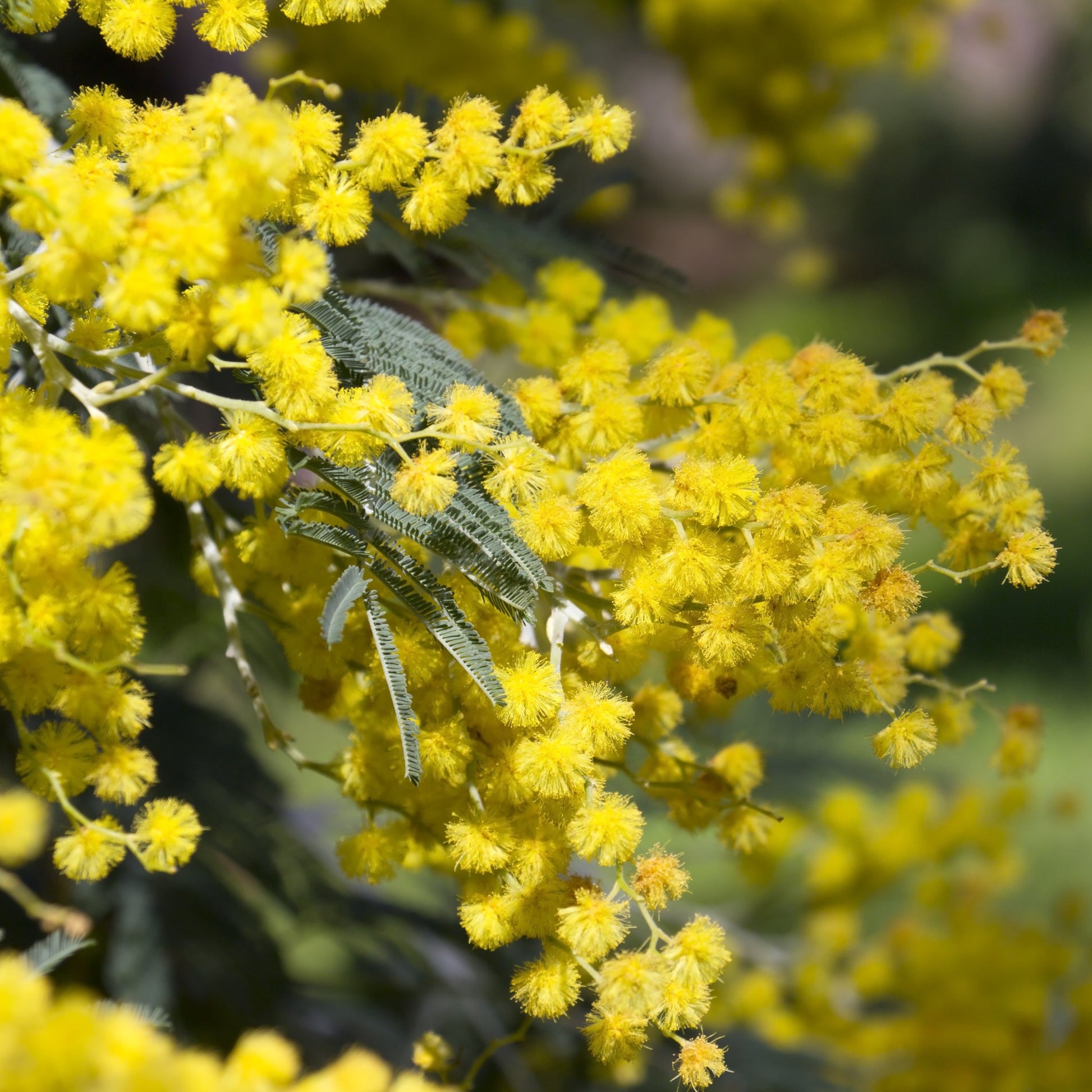 Acacia dealbata blossom