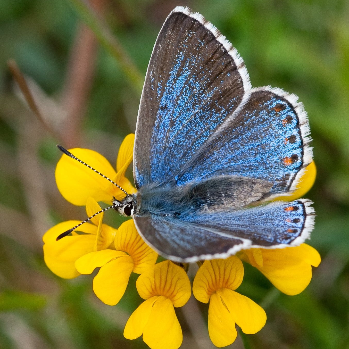 Plug plants for butterflies and moths