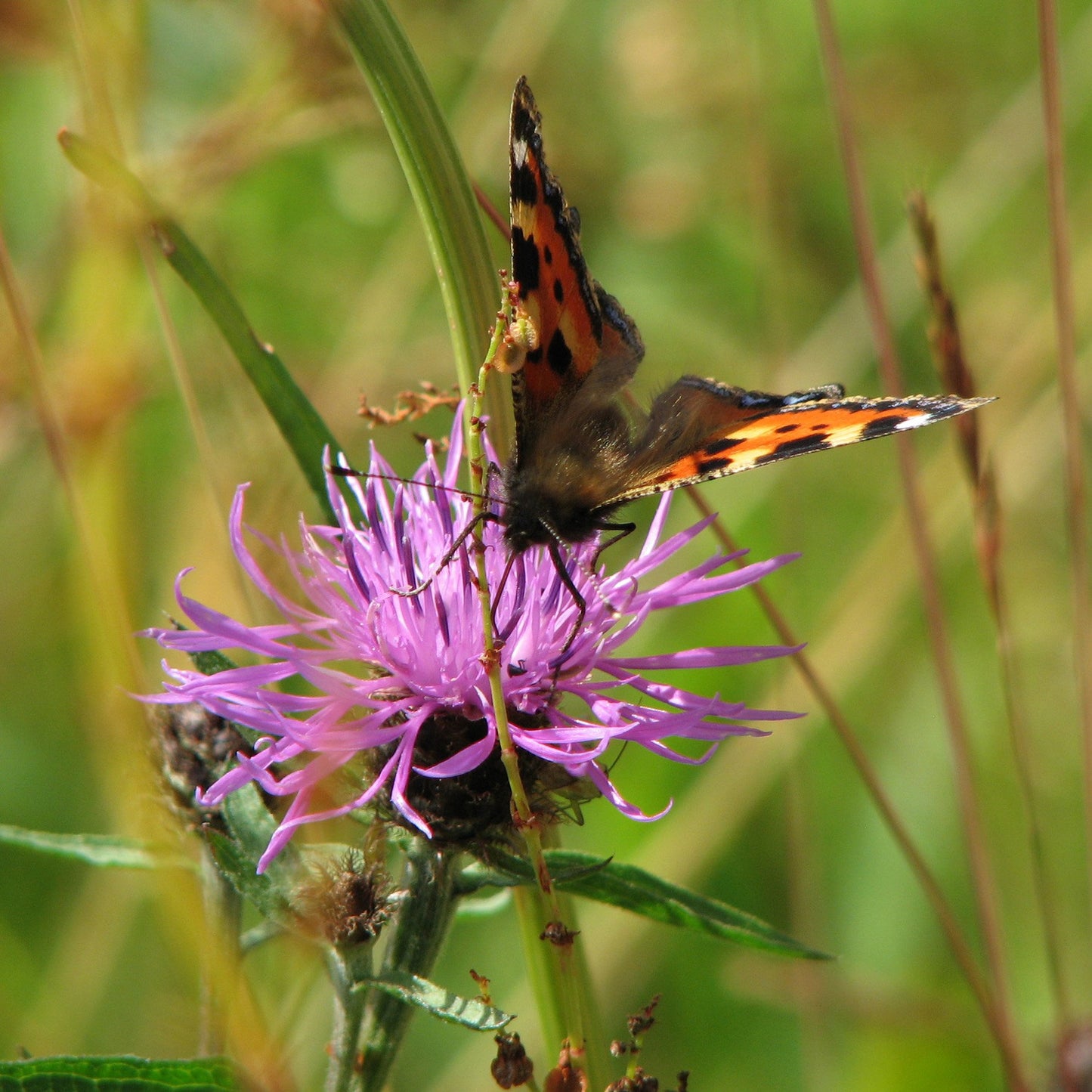 Hedgerow and Light Shade Seed Mix - Wildflowers Only