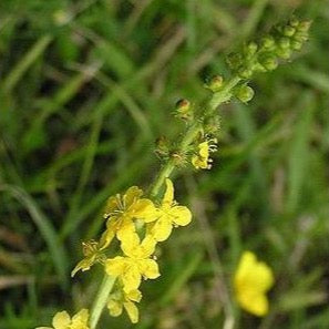 Agrimony (Agrimonia eupatoria)