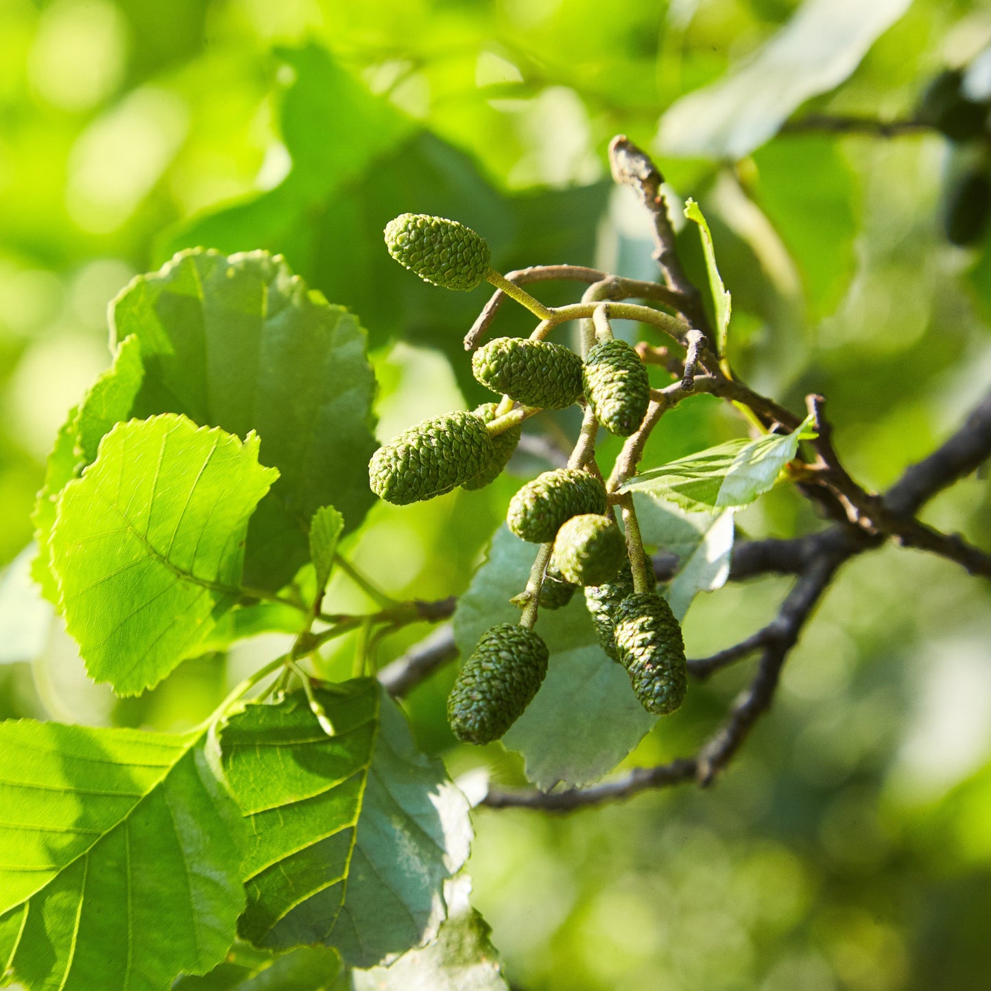 Common alder, Alnus glutinosa