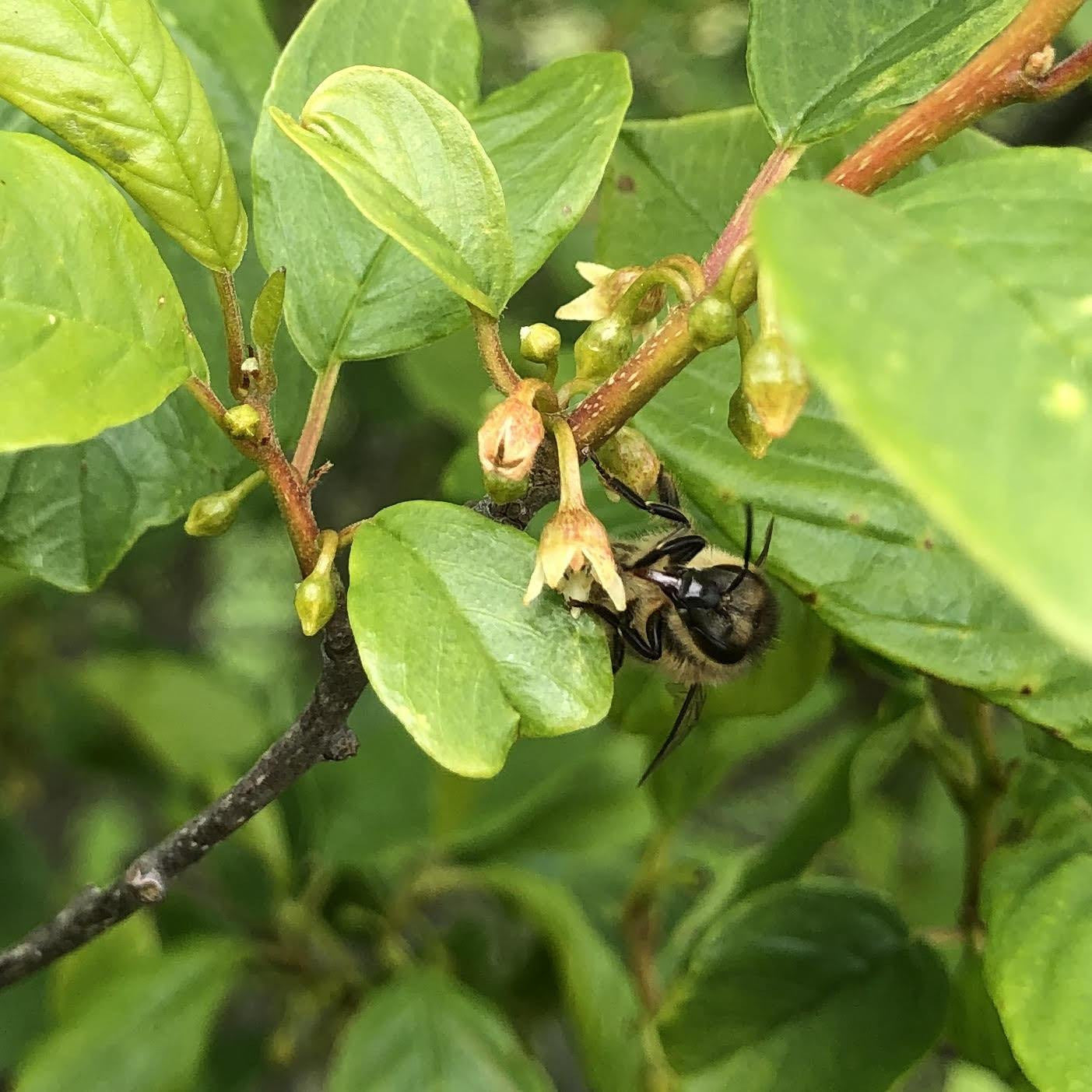 Alder buckthorn and honeybee