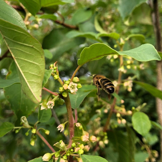 Alder buckthorn, Frangula alnus, and Honeybee