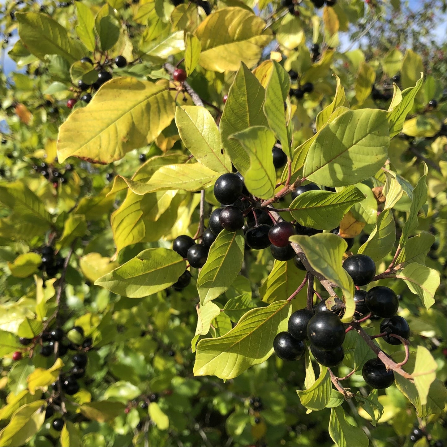 Alder buckthorn berries