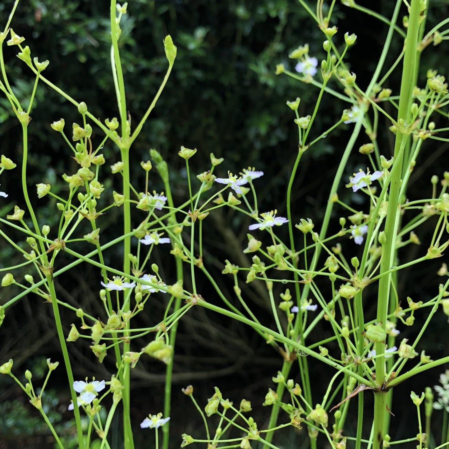 Pond Edge Plants