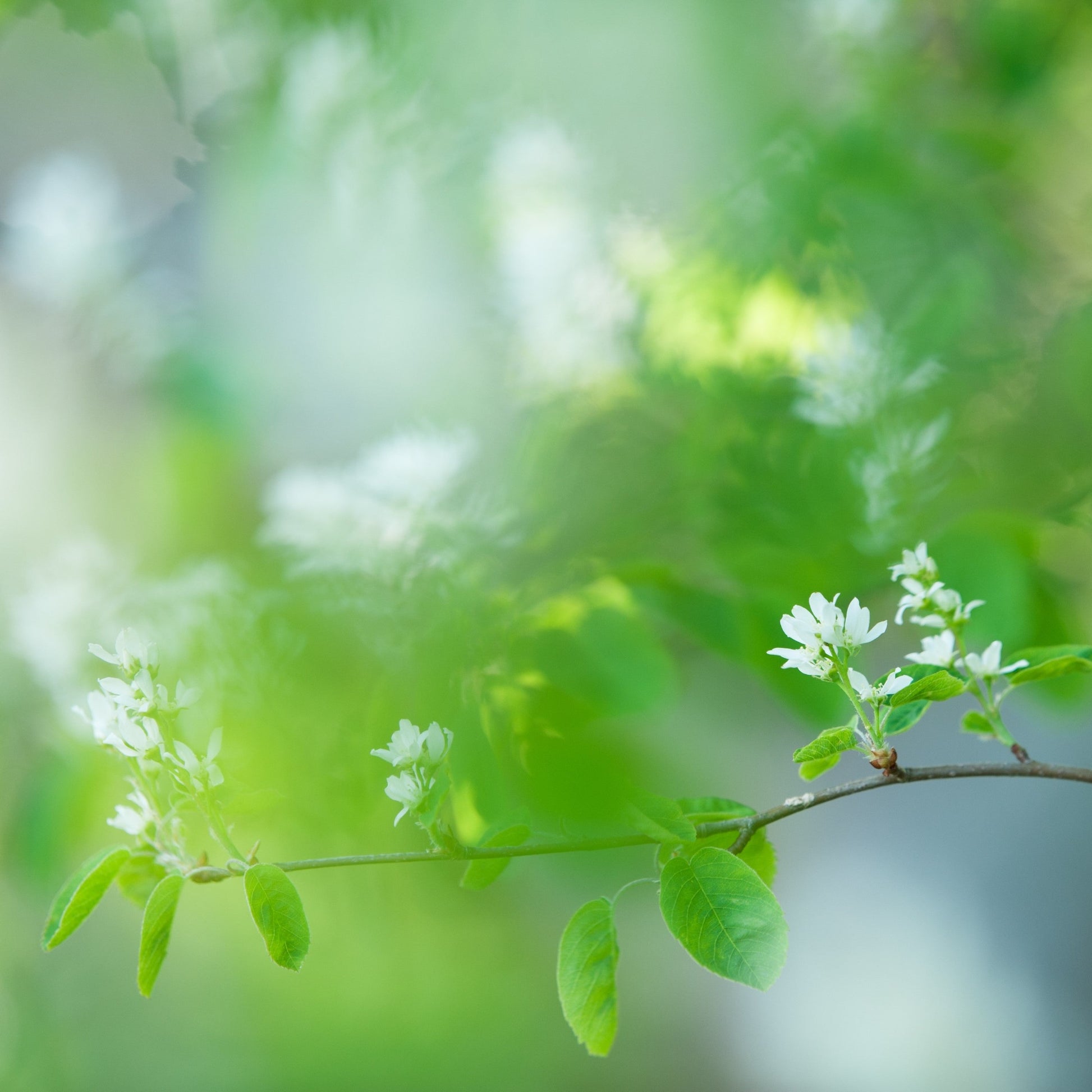 Amelanchier alnifolia