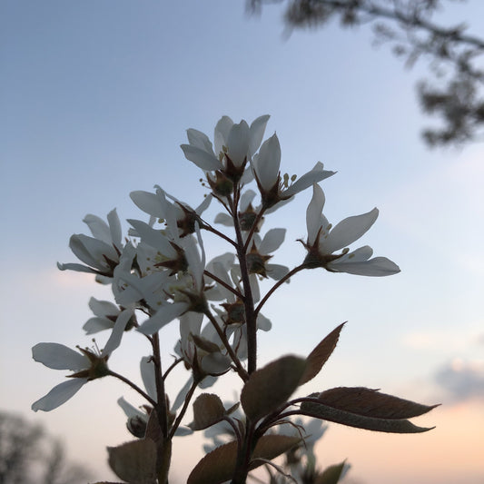 Amelanchier lamarckii (Snowy mespilus)