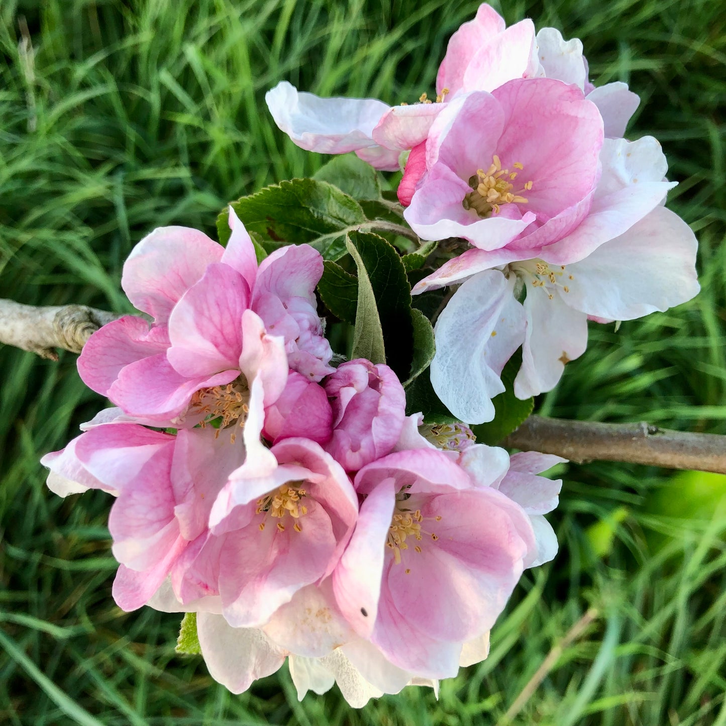 Annie Elizabeth apple tree