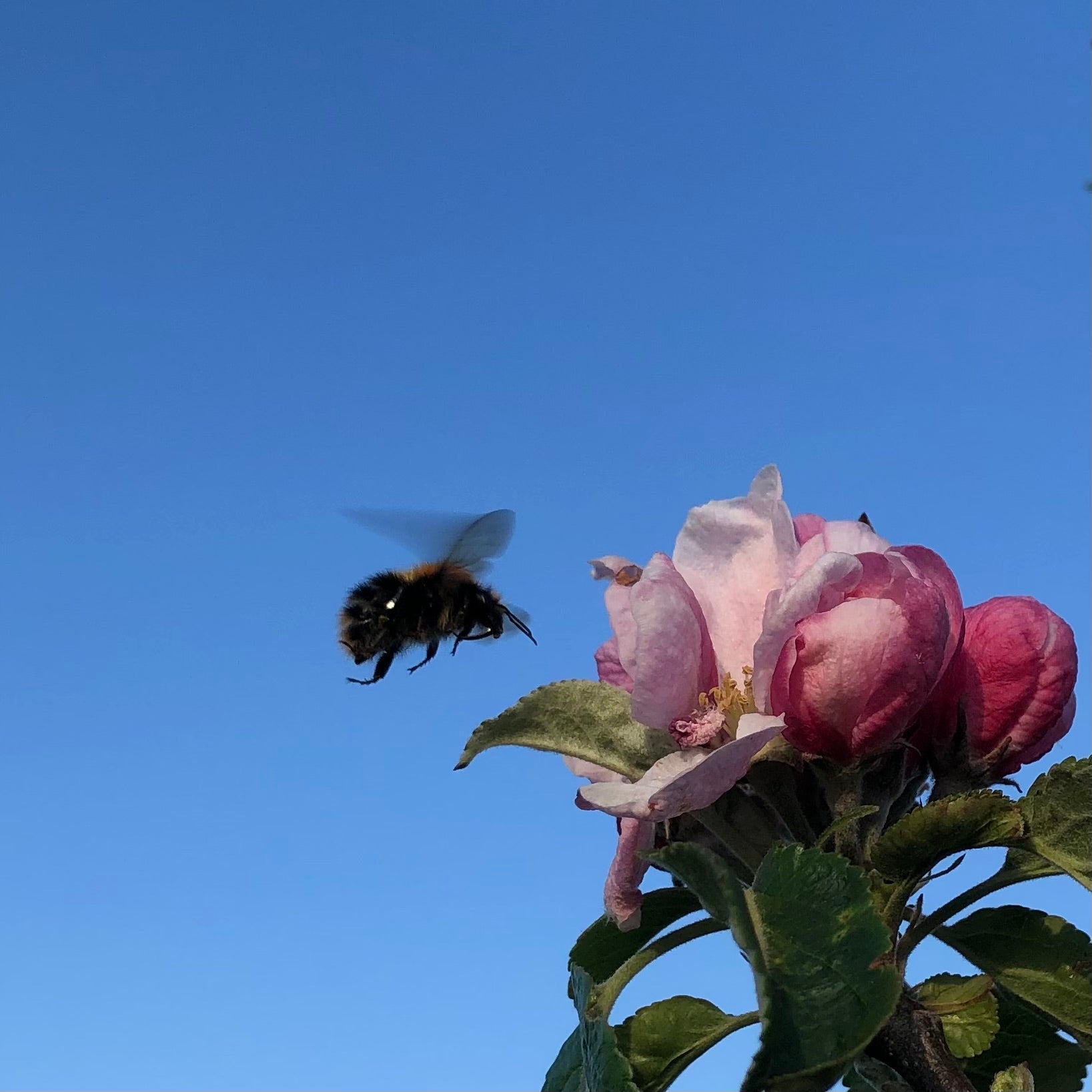 Annie Elizabeth blossom and bumblebee