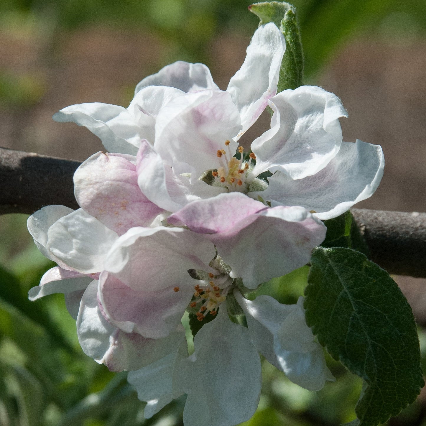 Apple Tree - Forty Shilling