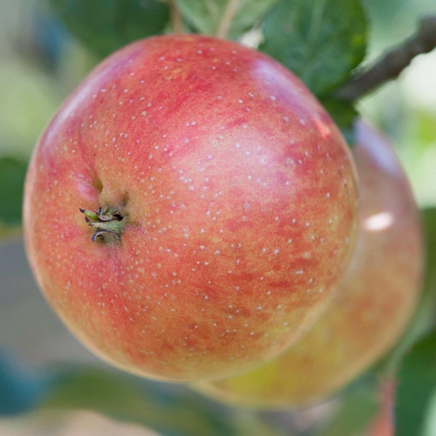 Apple Tree - John Standish