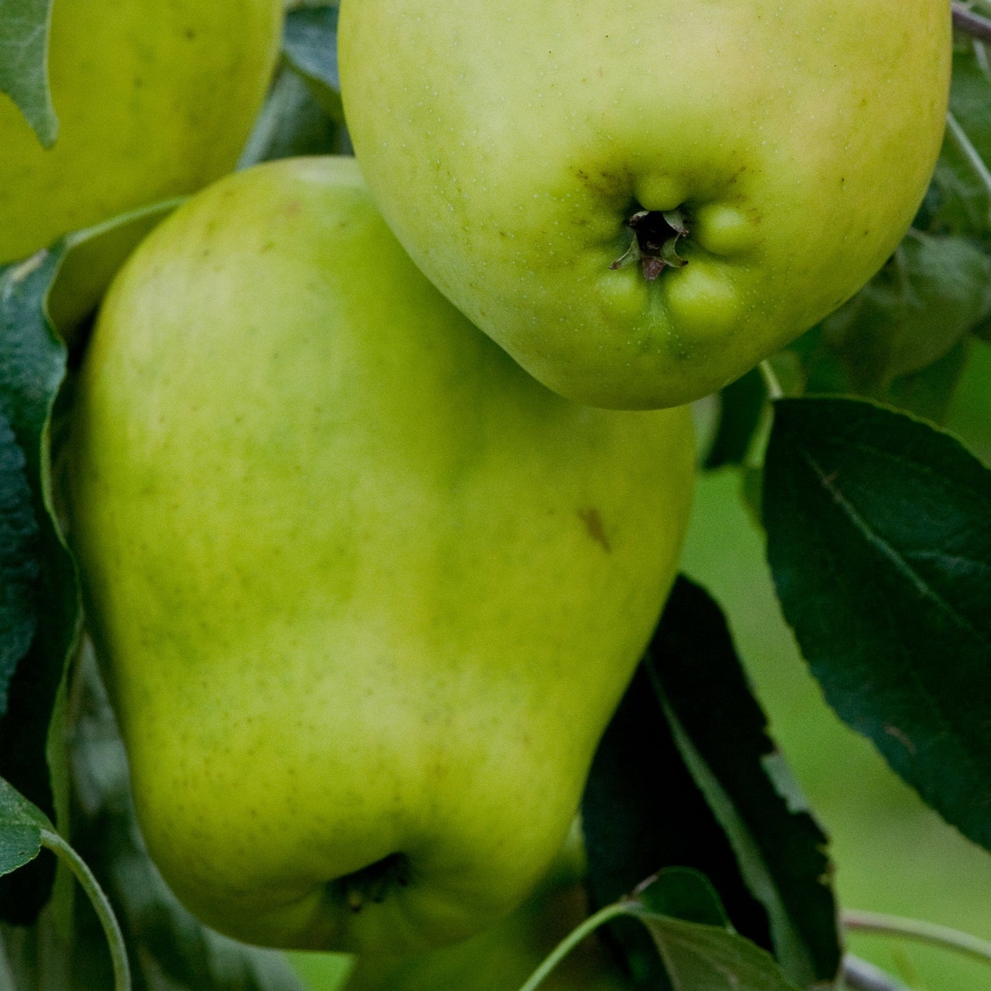 Lady's Finger of Lancaster apples 