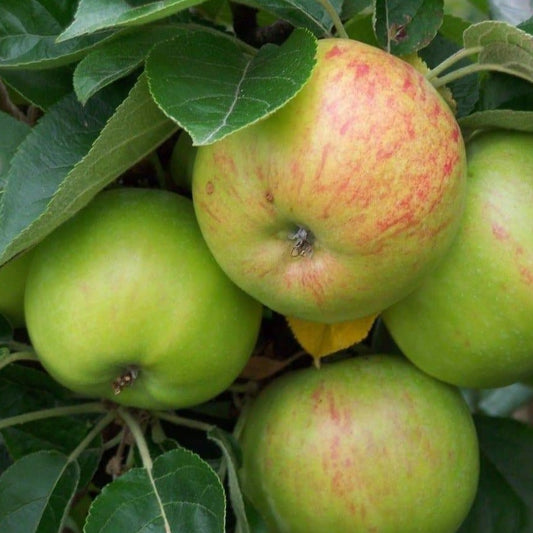 Apple tree - Cockpit Improved