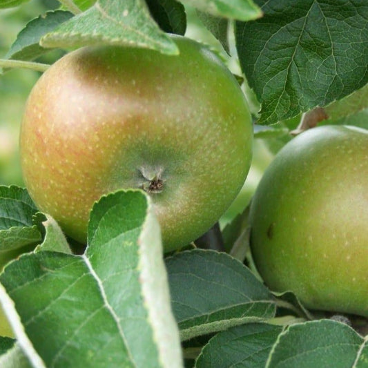 Apple tree - Court Pendu Plat