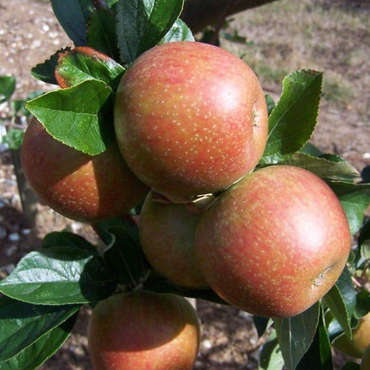 Apple tree - New Bess Pool