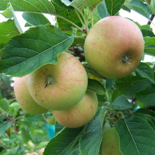 Apple tree - Sunset