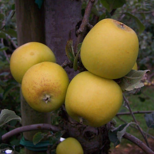 Apple tree - Yellow Ingestrie