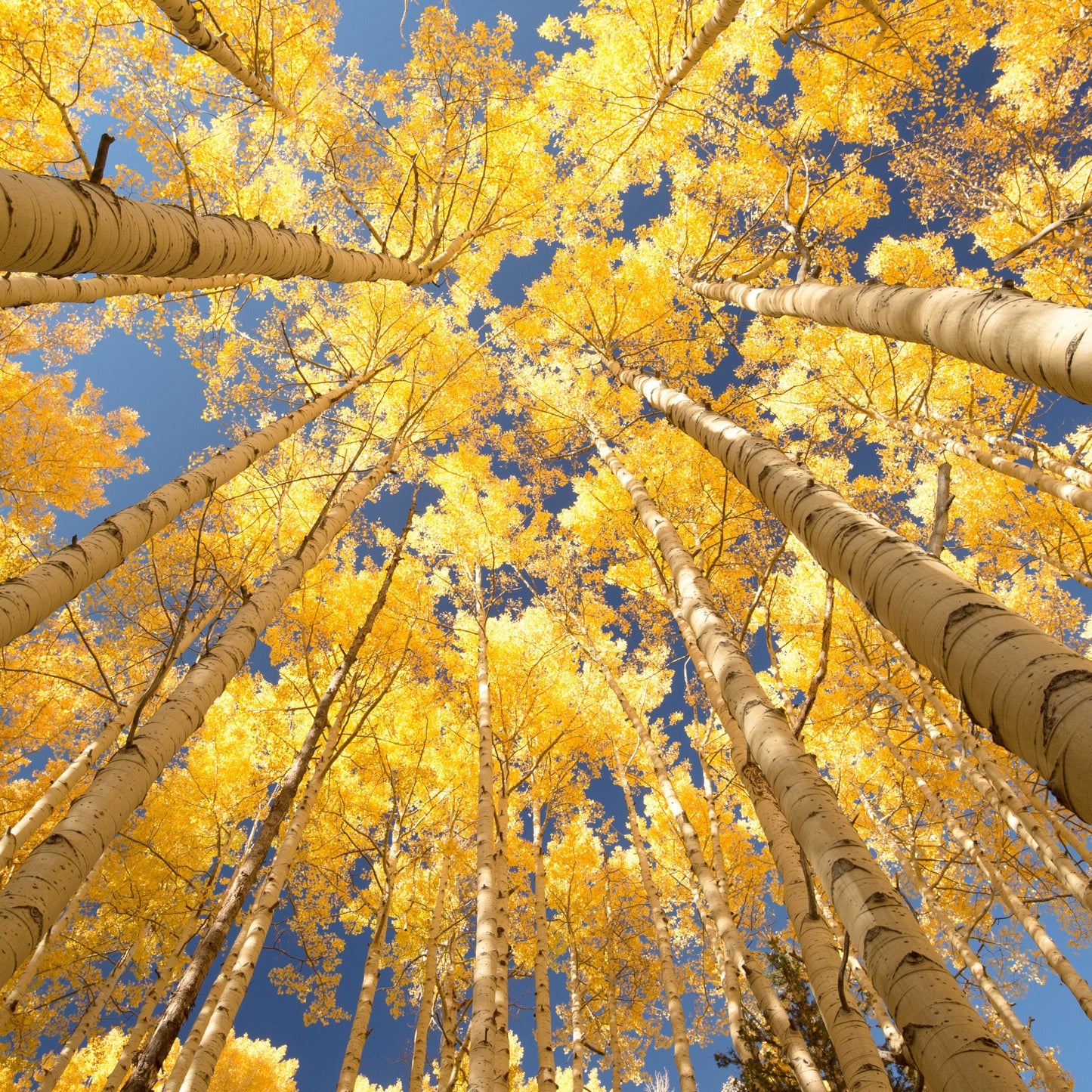 Aspen in autumn