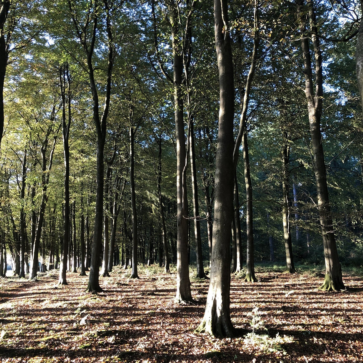 Beech tree plantation at dusk