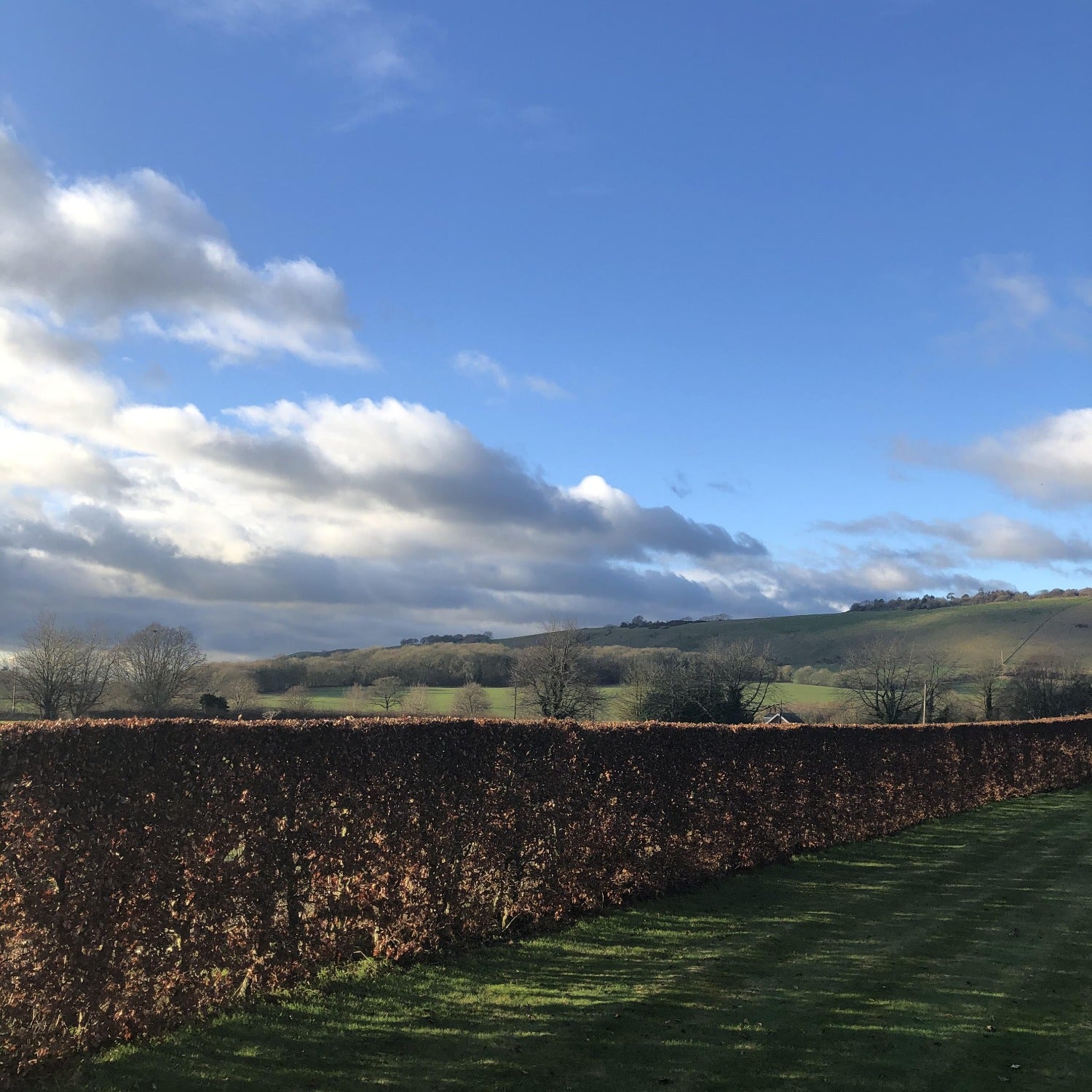 Beech hedge