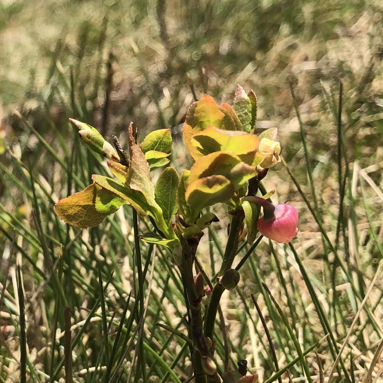 Bilberry, Vaccinium myrtillus, in flower