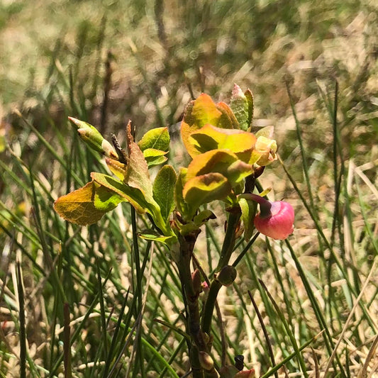 Bilberry, Vaccinium myrtillus, in flower