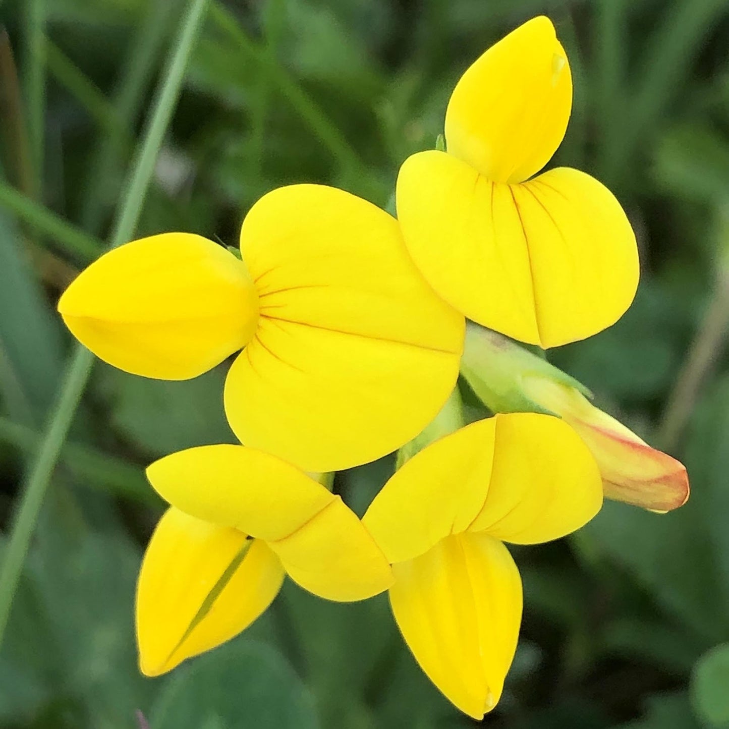 Flowering Lawn Seed Mix - Including Grasses