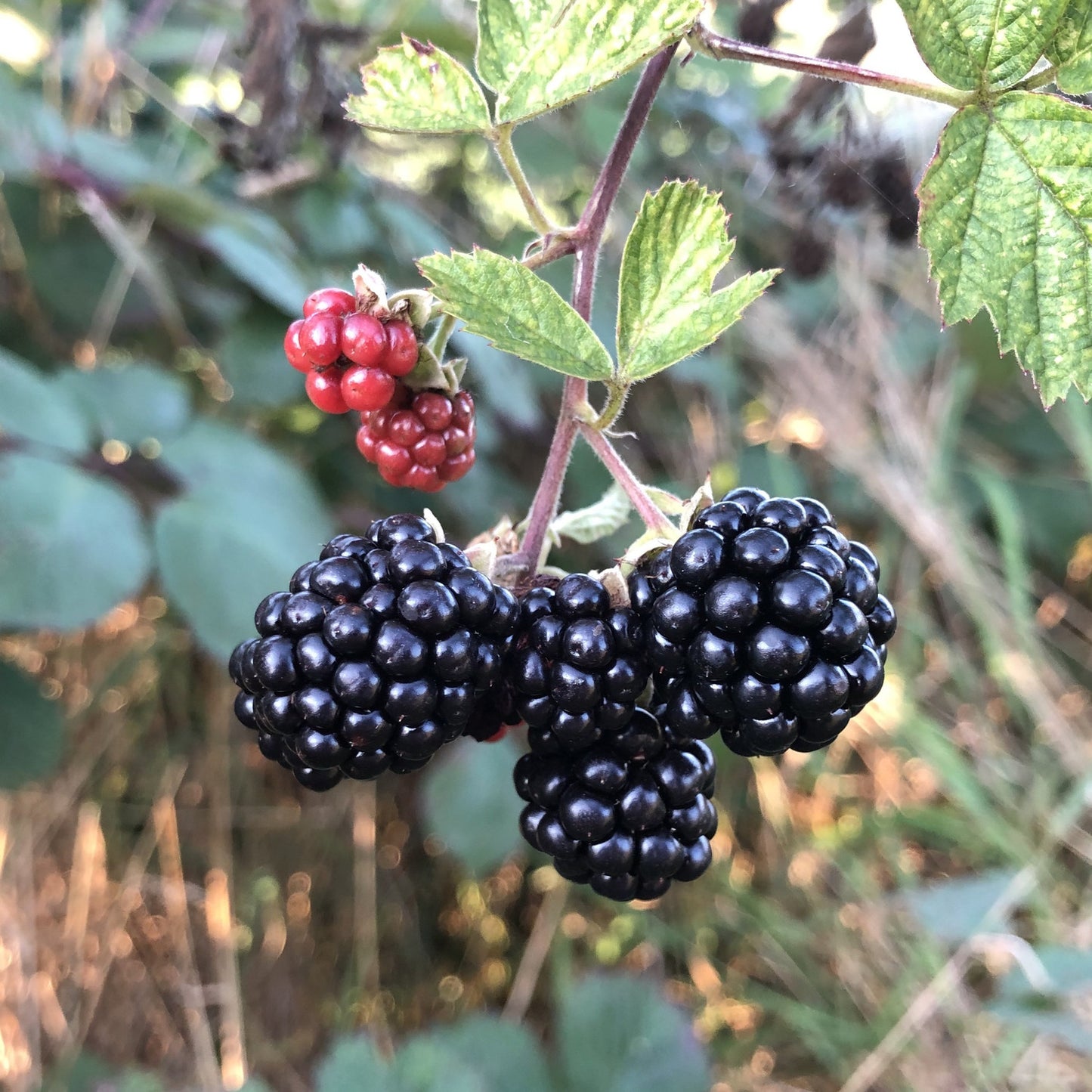 Thornless blackberries