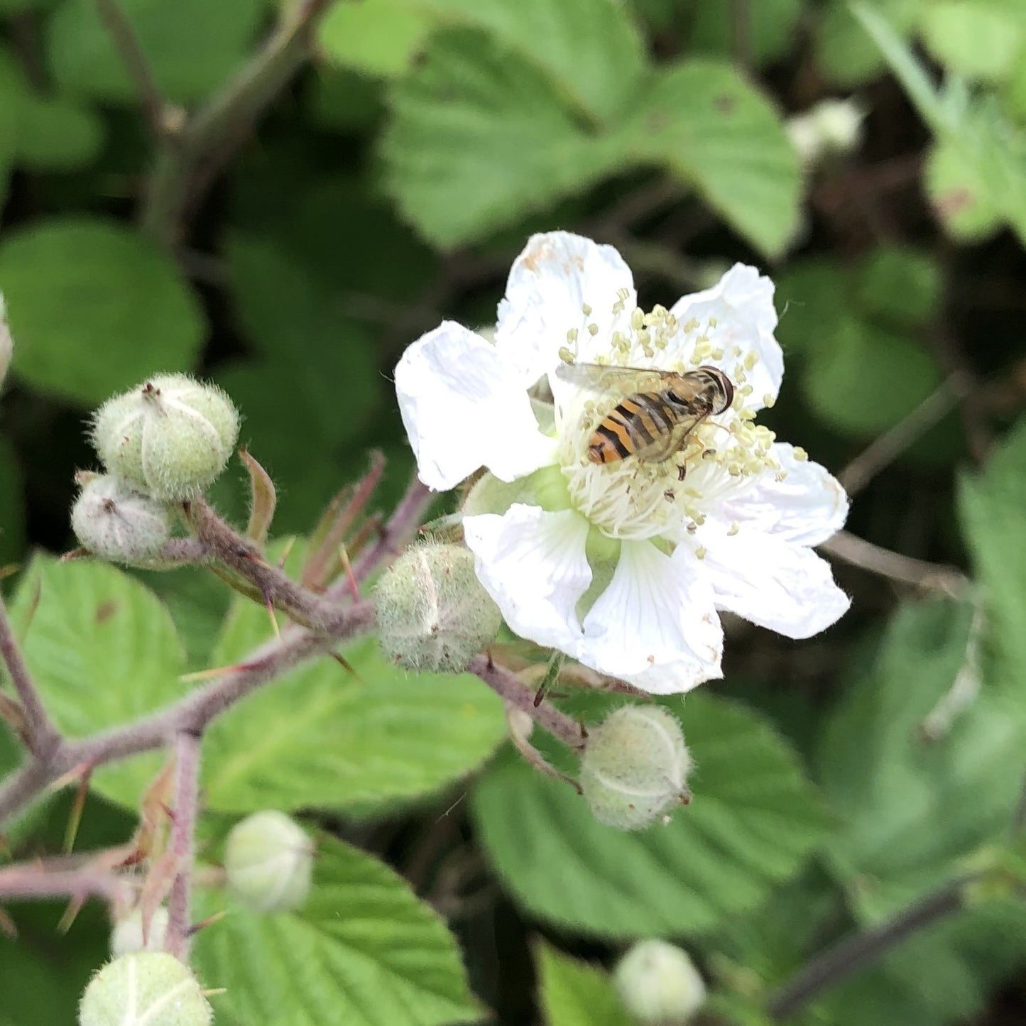 Blackberries (Rubus fruticosus)