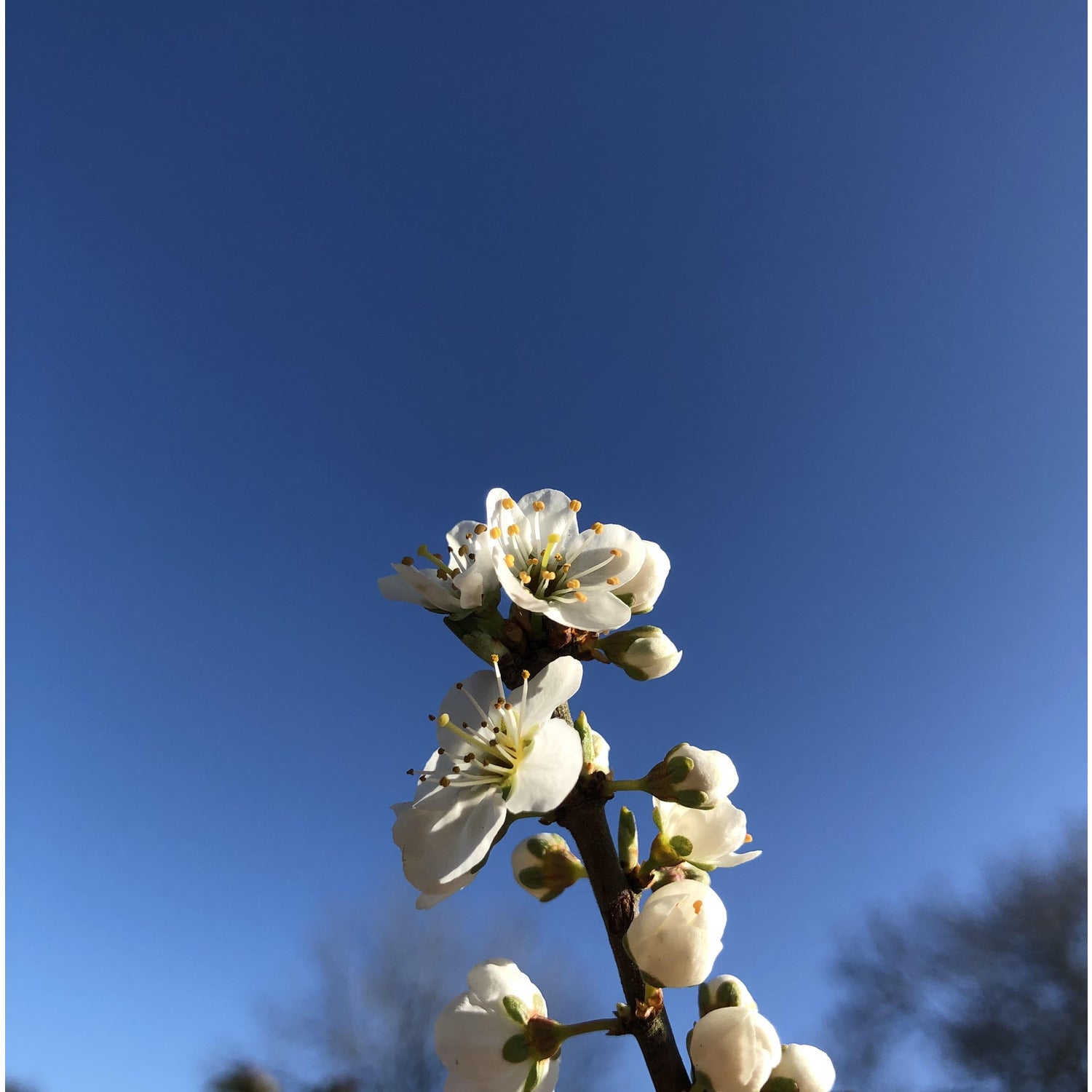 Blackthorn