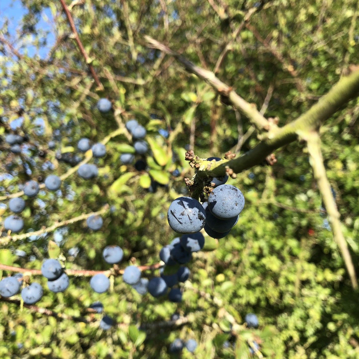 Blackthorn sloes