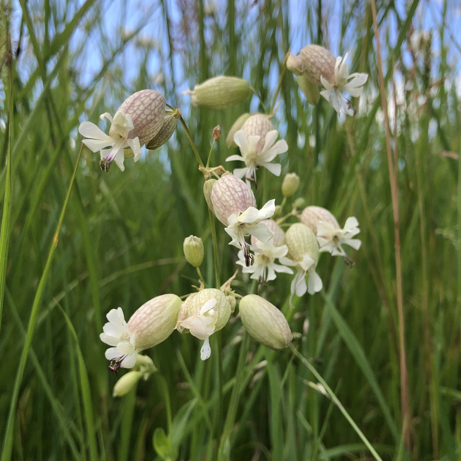 Bladder campion