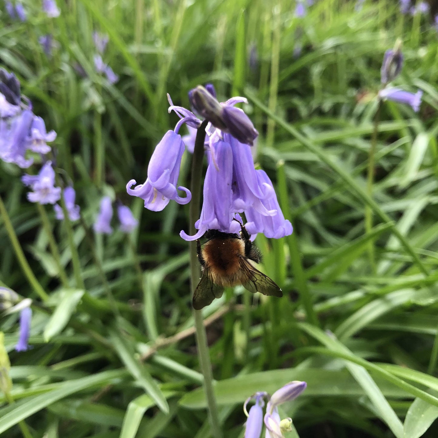 Bluebell bulbs