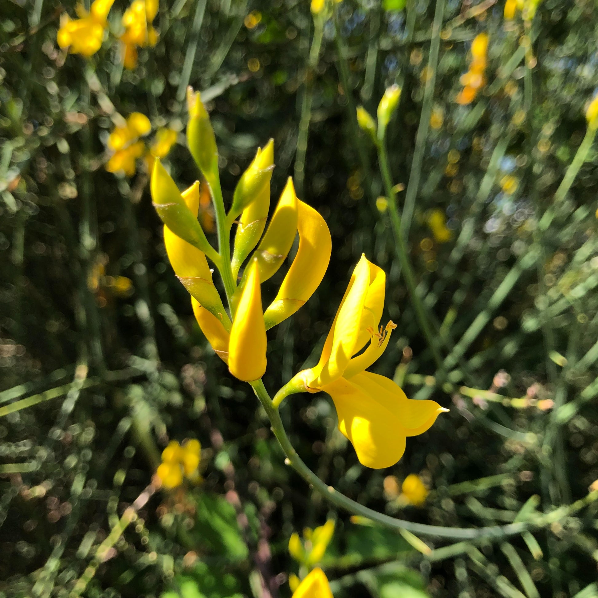 Broom (Cytisus scoparius)