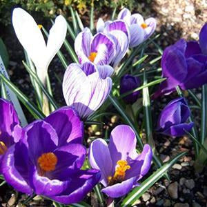 Dutch Crocus (Crocus vernus) Collection