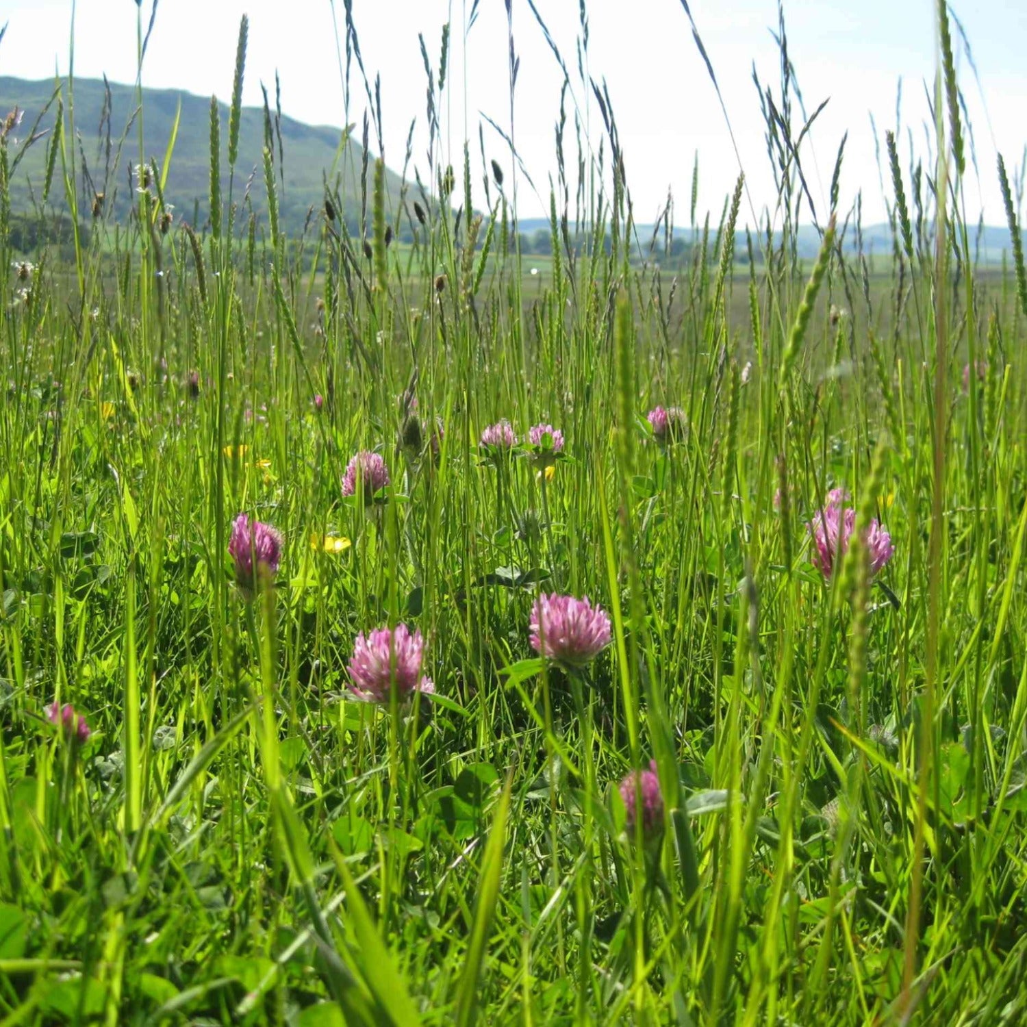 Bumblebee wildflower meadow mix